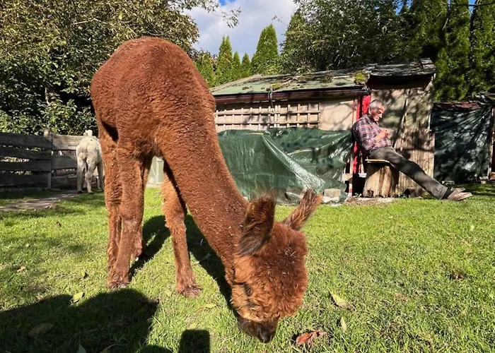 Rottal-alpakalodge Zeit Zu Zweit Im Gruenen