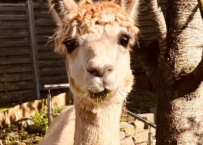 Rottal-alpakalodge Zeit Zu Zweit Im Gruenen